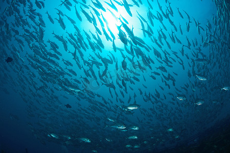水深勿进摄影照片_马来西亚卡帕莱马布岛人工鱼礁上的杰克鱼群