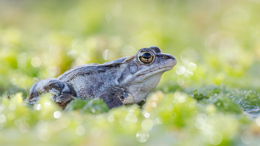 蓝青蛙摄影照片_绿苔之间漂亮的蓝色雄性沼泽青蛙