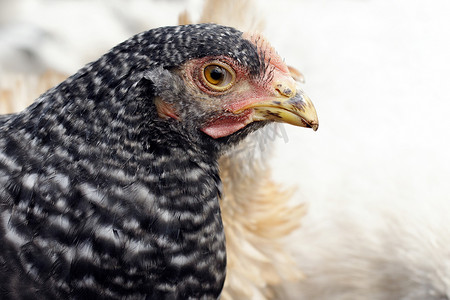 特写镜头关闭有斑点的母鸡鸡头细节。