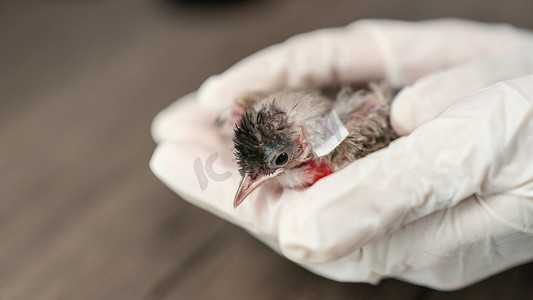 鸟和人摄影照片_在被猫袭击和受伤后，兽医手戴着手术手套，手拿着小鸟。
