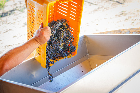 酿酒商将一箱新鲜采摘的葡萄倒入加工机中
