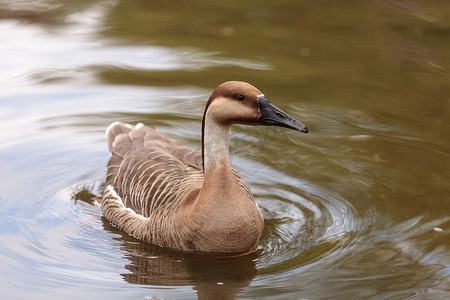 鸿雁（Anser cygnoides）