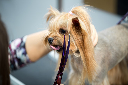 约克夏犬摄影照片_女美容师在桌子上给约克夏犬理发，以便在美容院为狗美容。