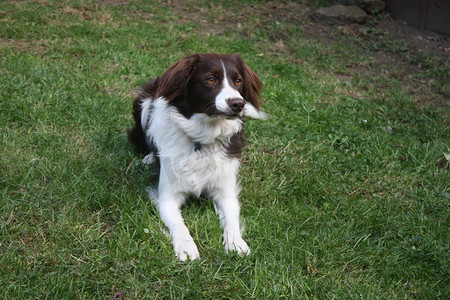 可爱的红白西班牙猎犬柯利交叉宠物工作犬