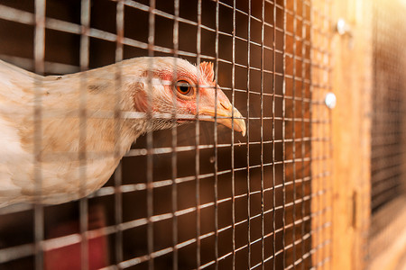 莱昂斗鸡场内，斗鸡母鸡被关在笼子里