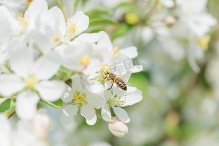 茶香四溢摄影照片_苹果树上的蜜蜂芳香四溢