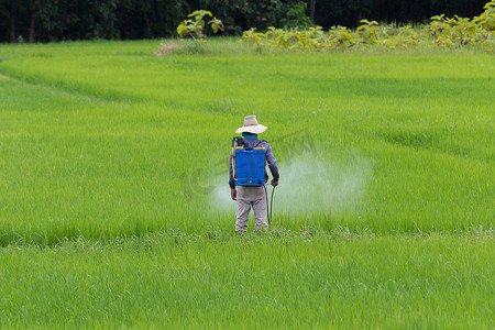 农民在稻田防虫中喷洒农药