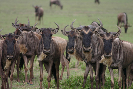 gnu摄影照片_非洲博茨瓦纳大草原上的角马野生羚羊 Gnu