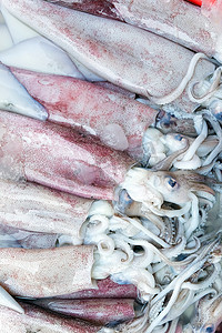 鱿鱼摄影照片_新鲜的鱿鱼在海鲜市场上