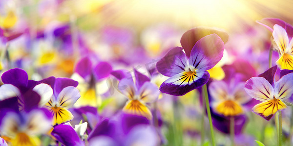 一组多年生黄紫色紫罗兰，称为角堇或角紫罗兰
