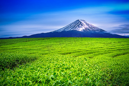 富士摄影照片_绿茶田和日本富士山。