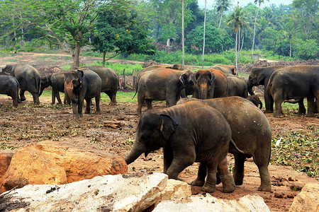 丛林背景摄影照片_丛林背景下的一大群棕色大象