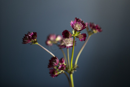 深蓝色背景透明花瓶中的粉色阿斯特兰蒂亚和野草花束