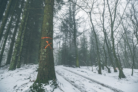 迷雾森林中标记为林业的树