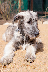 一只爱尔兰猎狼犬的小狗躺在院子里的沙子上。小狗的品种是灰色的爱尔兰猎狼犬