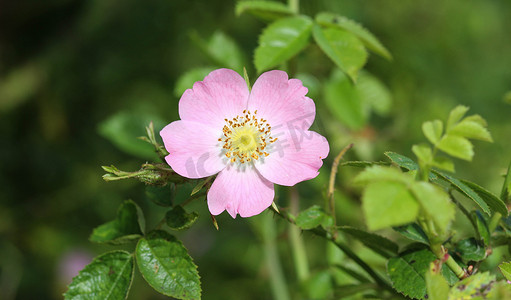 琉璃蔷薇摄影照片_甜蔷薇 (Rosa rubiginosa) 花盛开，也称为甜蔷薇、甜蔷薇或 elantine