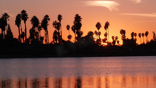 加利福尼亚摄影照片_许多棕榈树现出轮廓反射，日落海洋海滩，加利福尼亚海岸美国