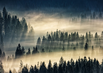 雾山中的针叶林