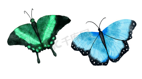 手绘蒲公英摄影照片_两只明亮的蝴蝶昆虫的水彩手绘插图。