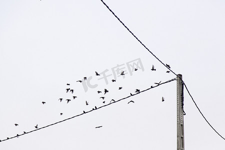 鸽子拟人摄影照片_鸟儿坐在电线上