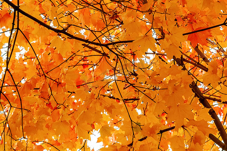 儿童天安门摄影照片_美丽的秋天风景。