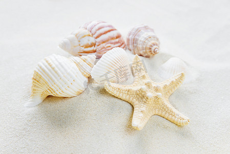 海螺贝壳海星摄影照片_海沙上的蛤蜊和海星