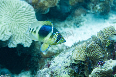 珊瑚礁中的哈姆雷特鱼