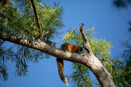 大尾巴松鼠摄影照片_放松大柏树狐狸松鼠 Sciurus niger avicennia