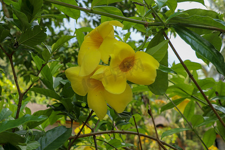 黄花、金喇叭、Allamanda cathartica 的特写，绿叶模糊的背景，宏观。