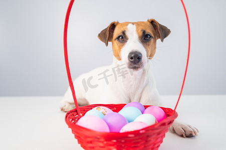 白色背景中复活节用红色篮子和彩蛋的小狗杰克罗素梗的肖像