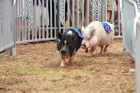 古窑民俗博览区摄影照片_佐治亚州博览会上的猪赛跑