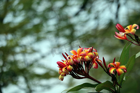 公园里盛开的鸡蛋红白橙黄花束花