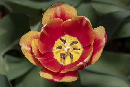 广泛开放和完全绽放的红色和黄色郁金香花在春光下显示雌蕊和雄蕊