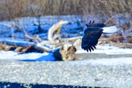 华盛顿州北部努克萨克河上的雄鹰。