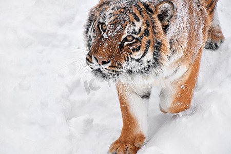 高端天猫主图摄影照片_冬雪中西伯利亚虎的特写肖像