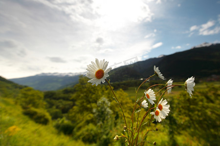 瑞士阿尔卑斯山美丽的甘菊