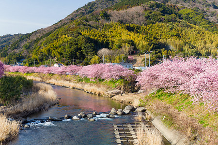 日本的樱花花