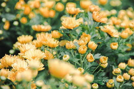 黄菊花是吉祥之花。