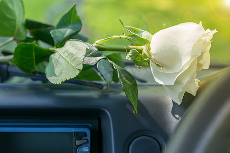 玫瑰花躺在车内的仪表板上