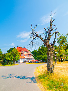 捷克共和国矿石山维提斯卡山小屋的老干树