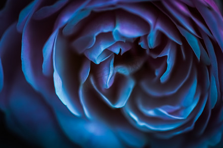 柔和的焦点，抽象花卉背景，蓝玫瑰。