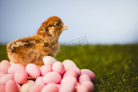 复活节彩蛋酿小鸡