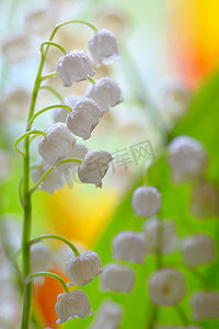 铃兰 (Convallaria Majalis)