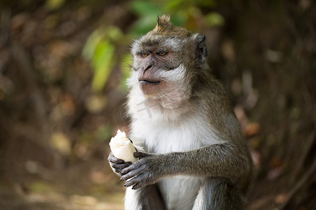 一只猴子在自然环境公园里吃香蕉