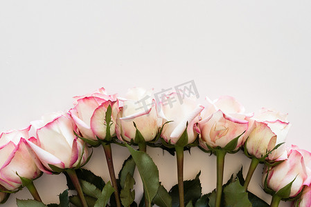 在白桌上排成一排的粉色和奶油色玫瑰的高角度视图 — 自然背景