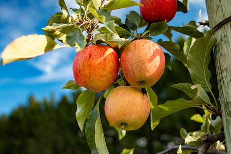 结满了摄影照片_秋天的苹果树上结满了红苹果
