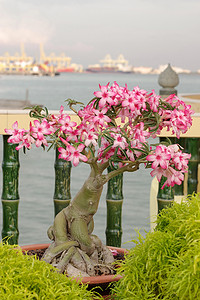 马来西亚槟城岛花园中的粉红色九重葛盆景