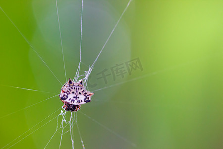 条纹蜘蛛摄影照片_蜘蛛背后有刺。