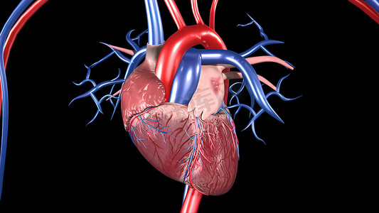 人体插图摄影照片_心血管系统人体血液动脉和静脉