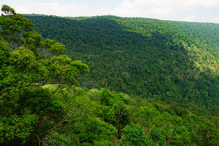 美丽的热带森林背景。